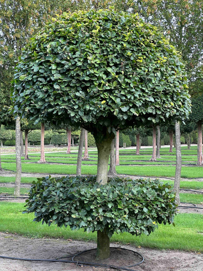 FS TOPIARY #085
