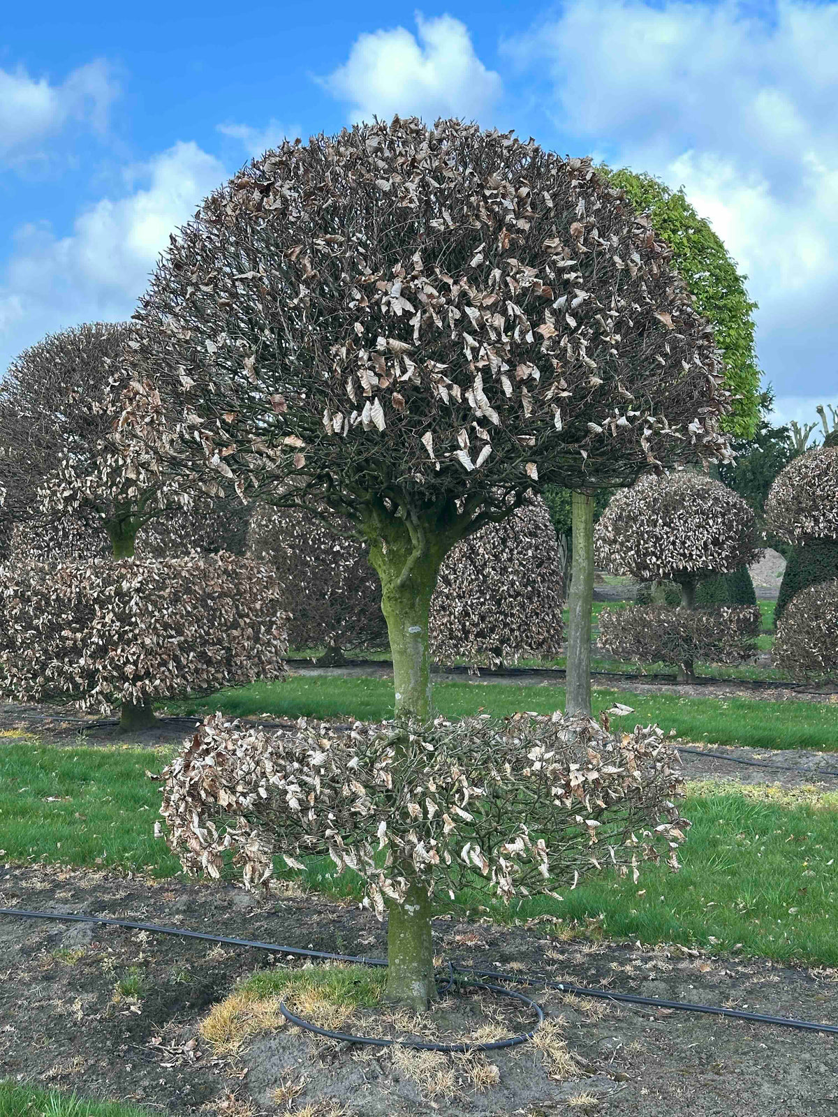FS TOPIARY #085