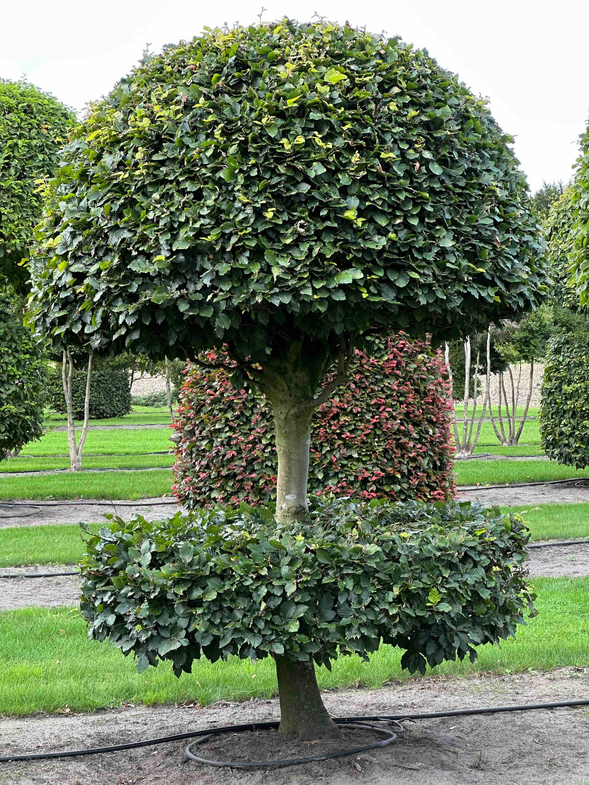 FS TOPIARY #085