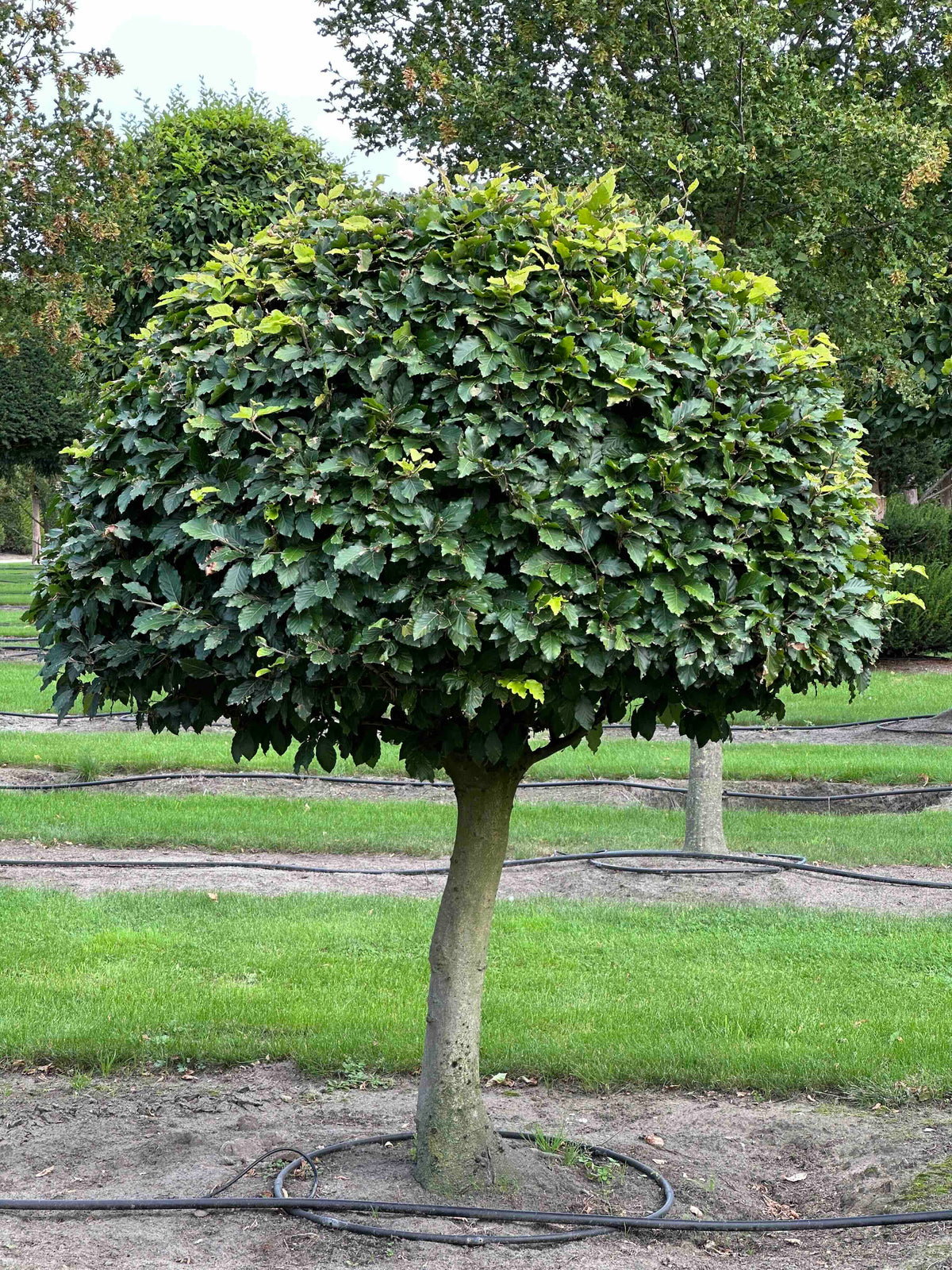 FS TOPIARY #086