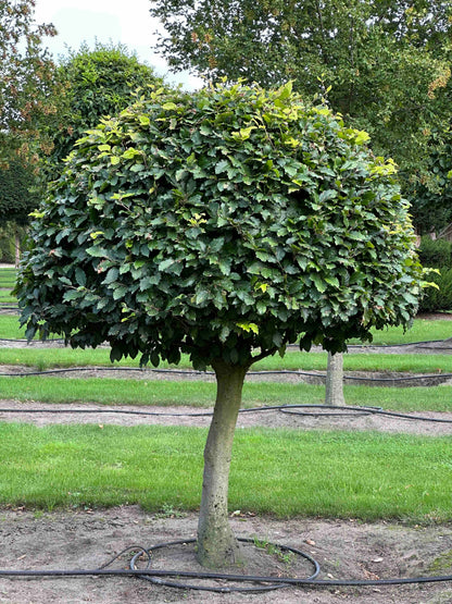 FS TOPIARY #086
