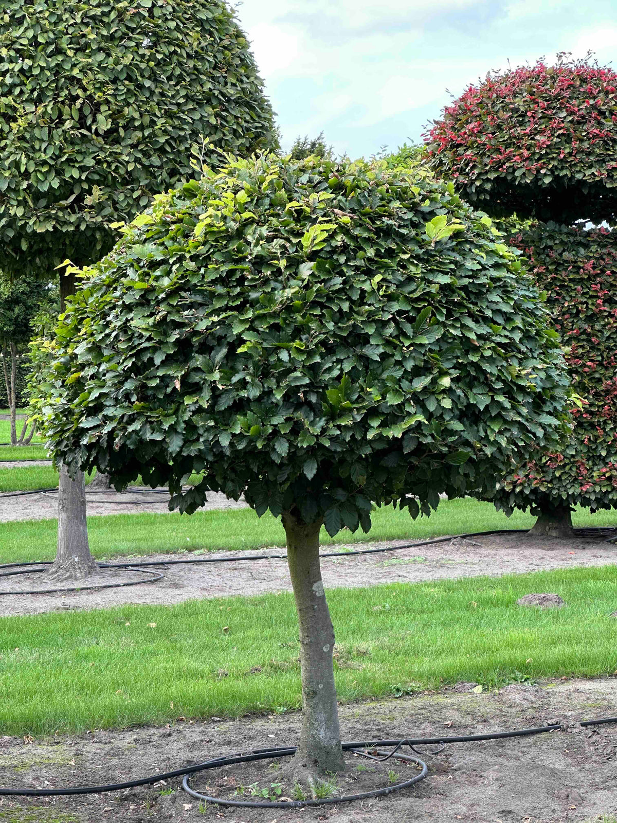 FS TOPIARY #086