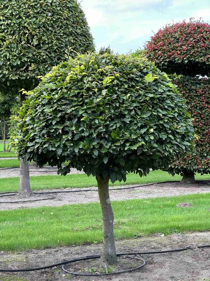 FS TOPIARY #086