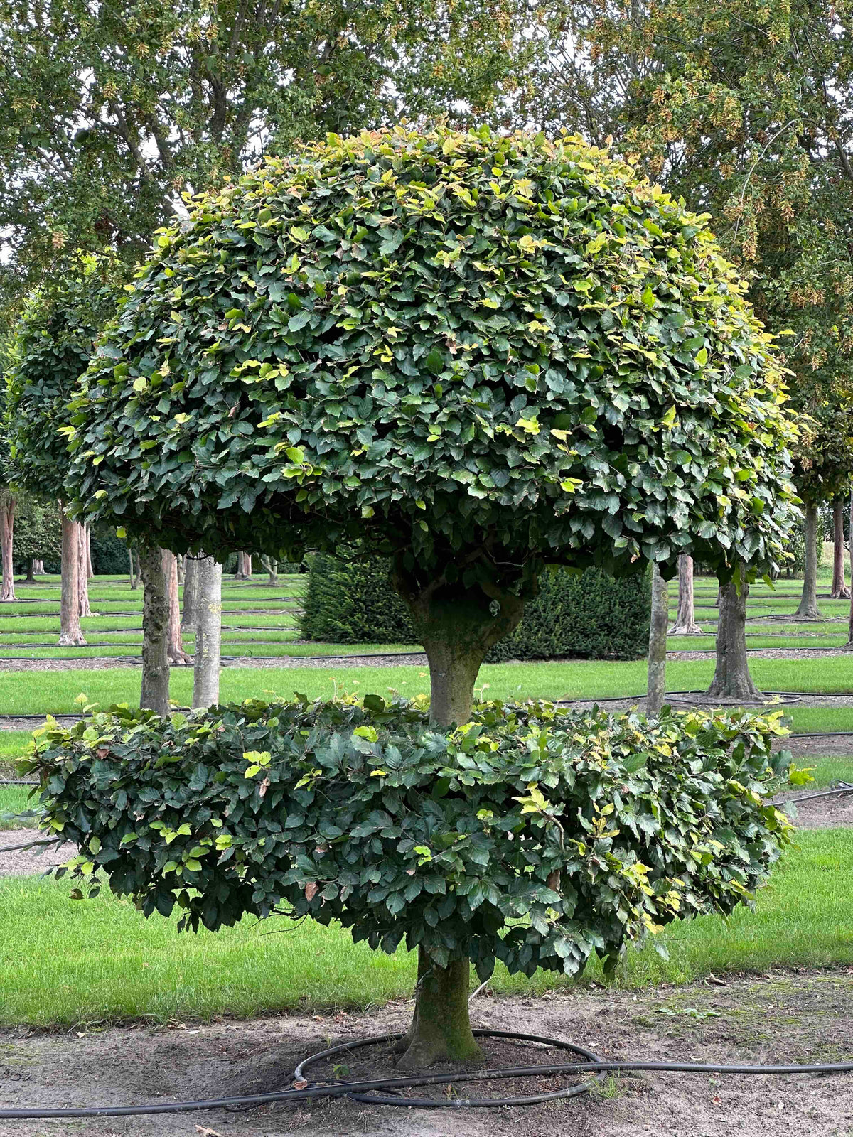 FS TOPIARY #087