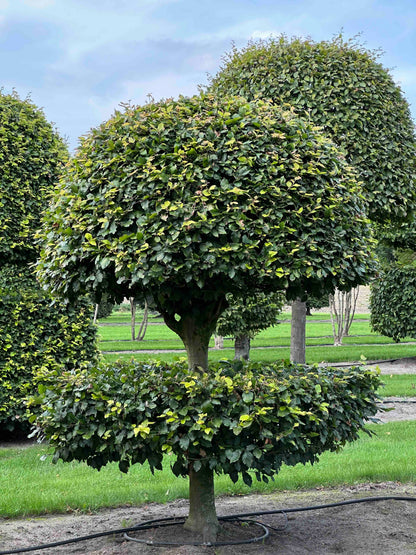 FS TOPIARY #087