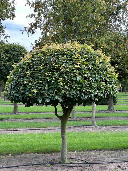 FS TOPIARY #088