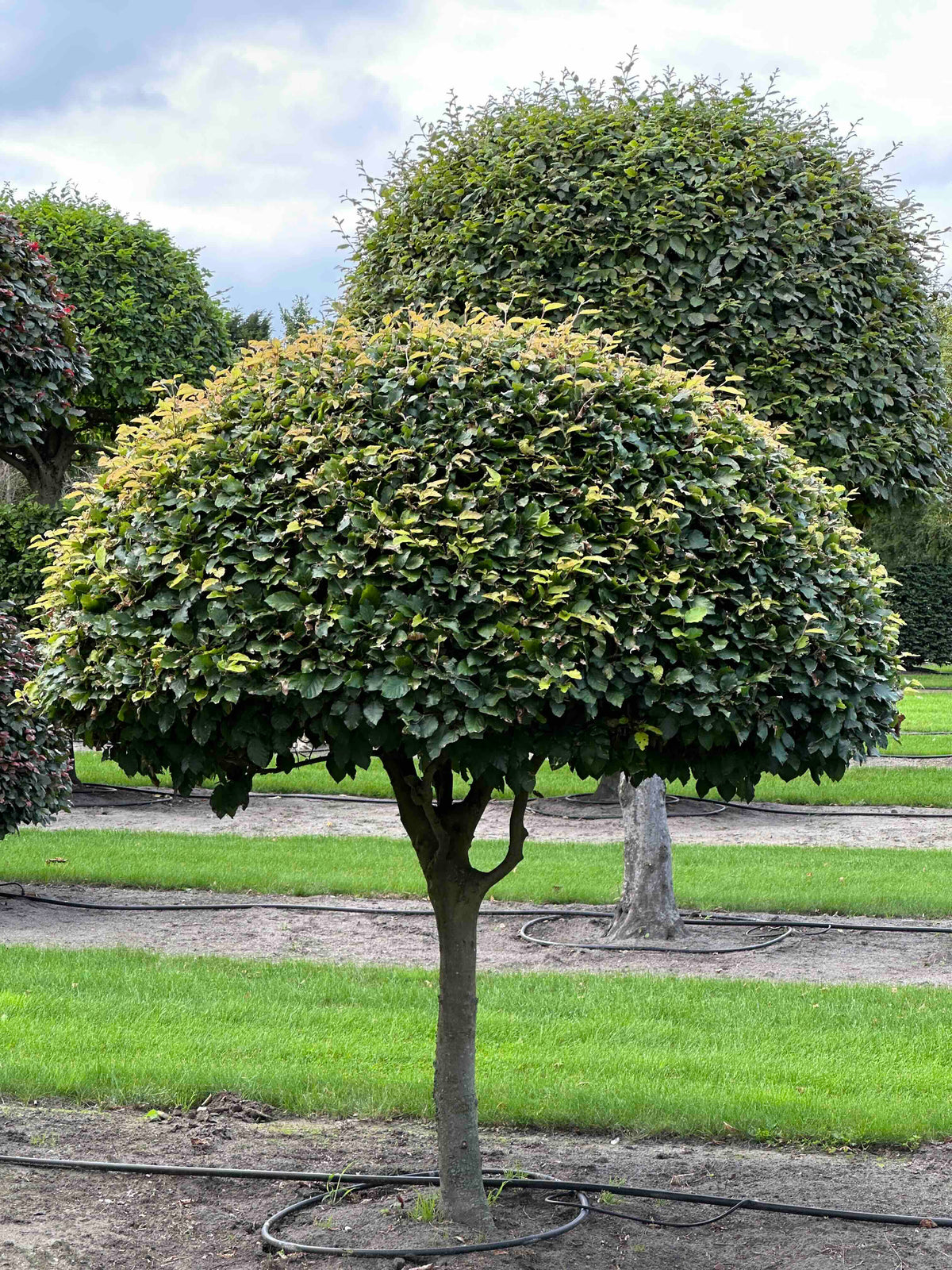 FS TOPIARY #088