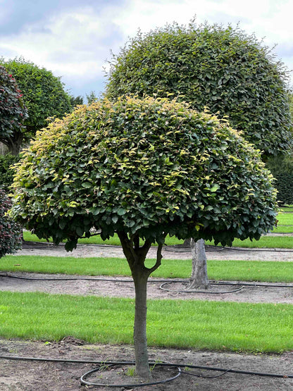 FS TOPIARY #088