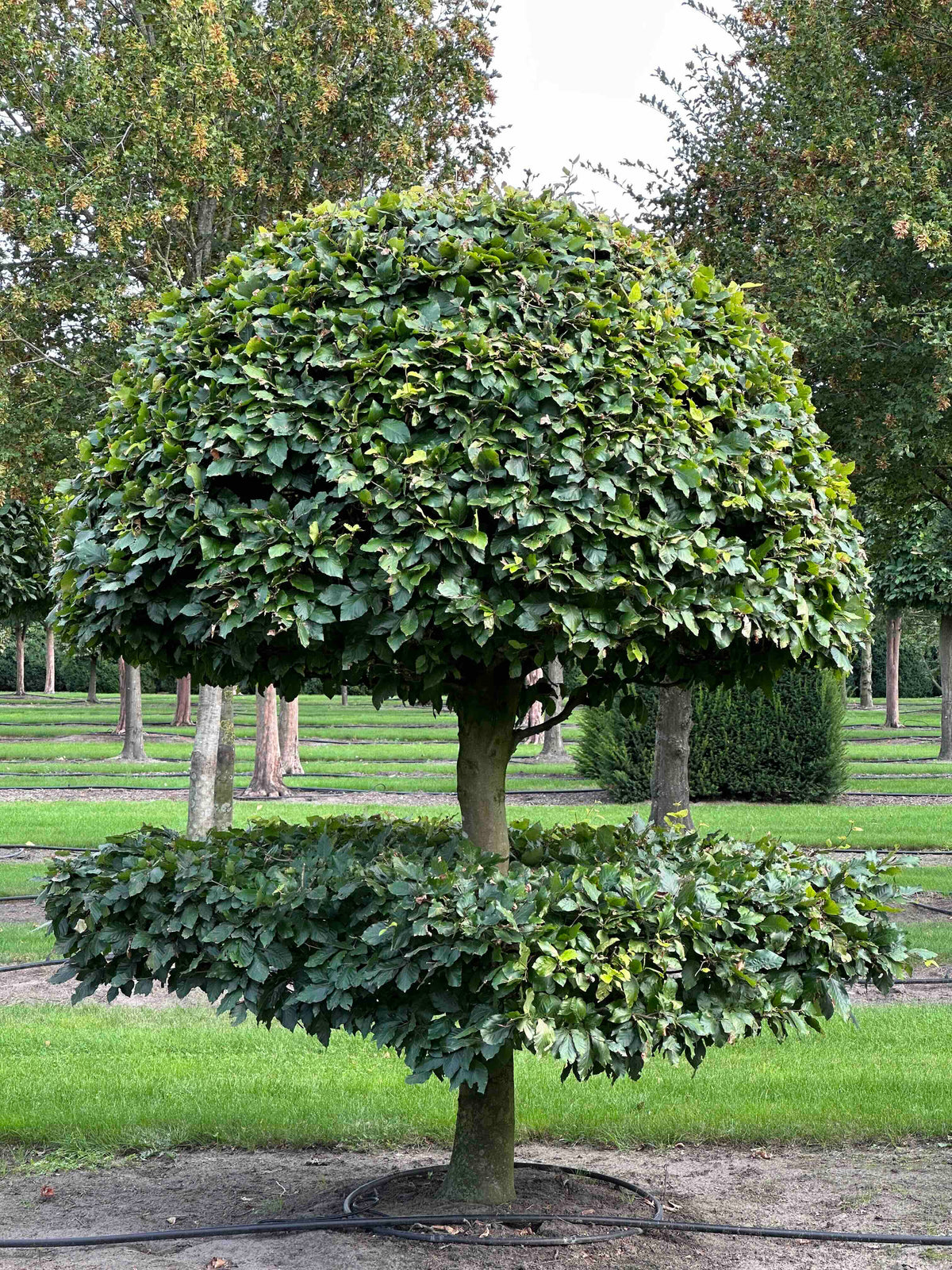 FS TOPIARY #089
