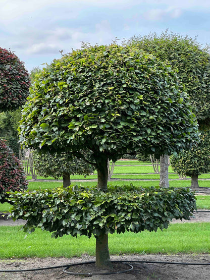 FS TOPIARY #089