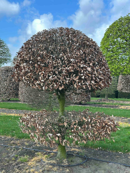 FS TOPIARY #091