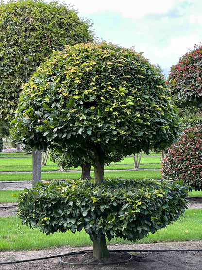 FS TOPIARY #091
