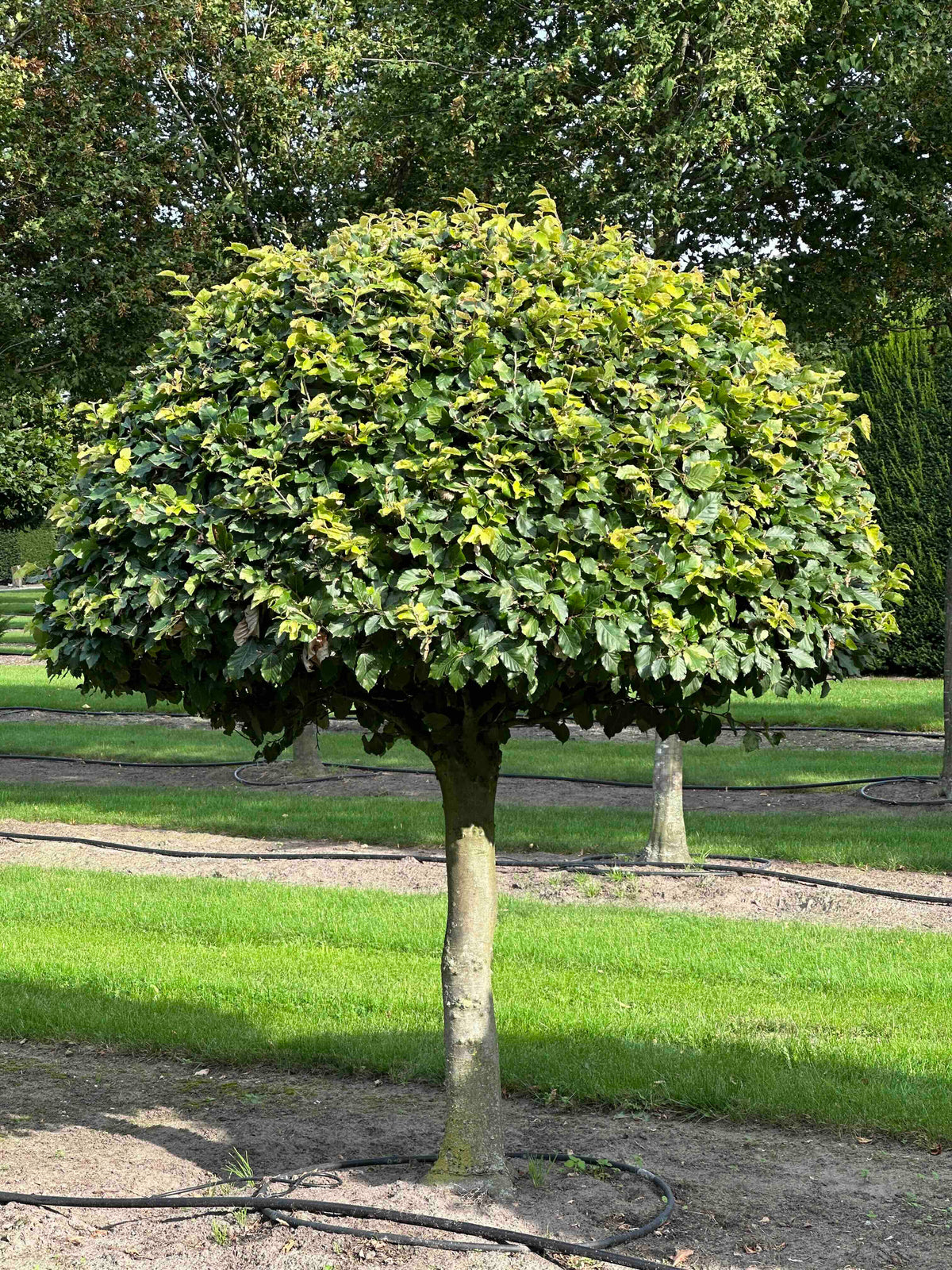 FS TOPIARY #092