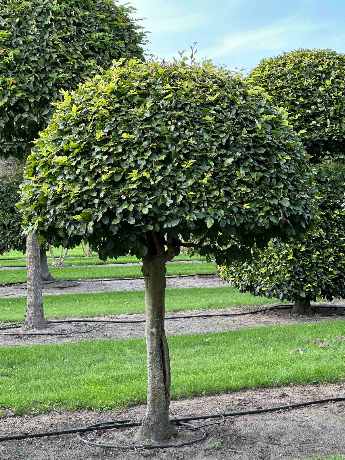 FS TOPIARY #094