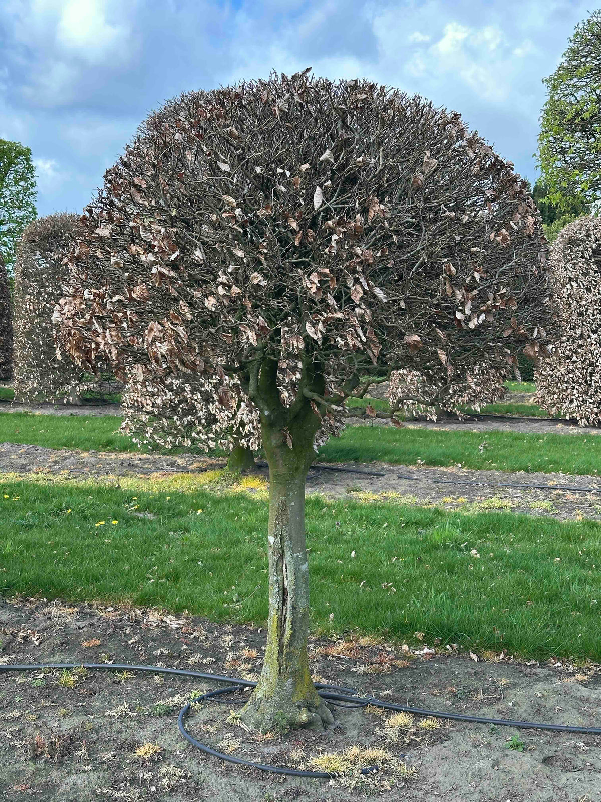 FS TOPIARY #094