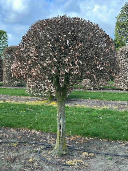 FS TOPIARY #094