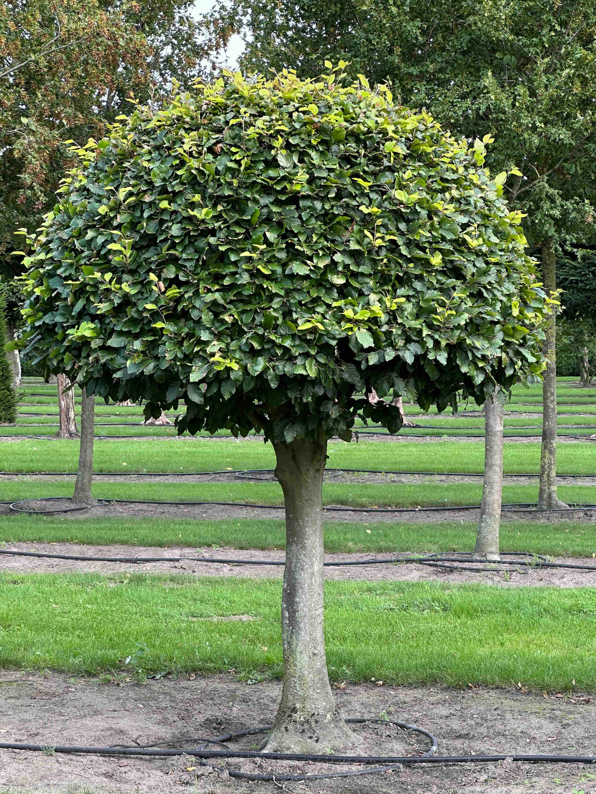 FS TOPIARY #094