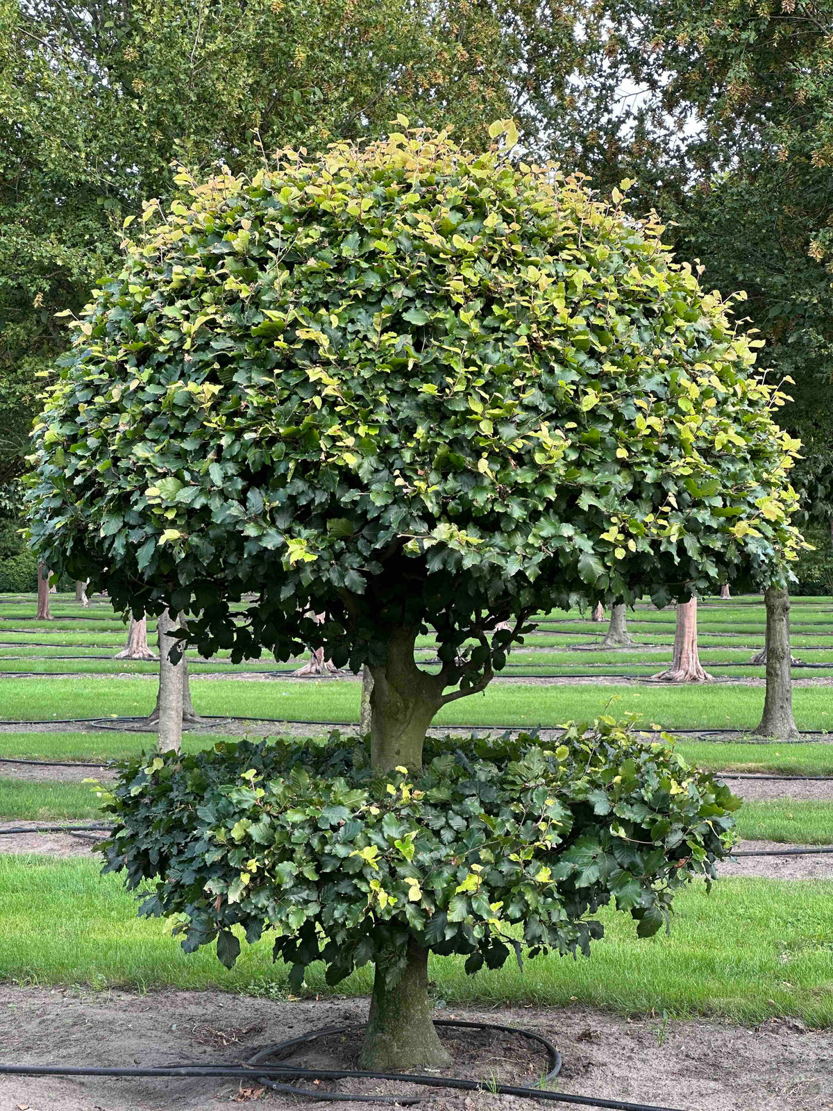 FS TOPIARY #095
