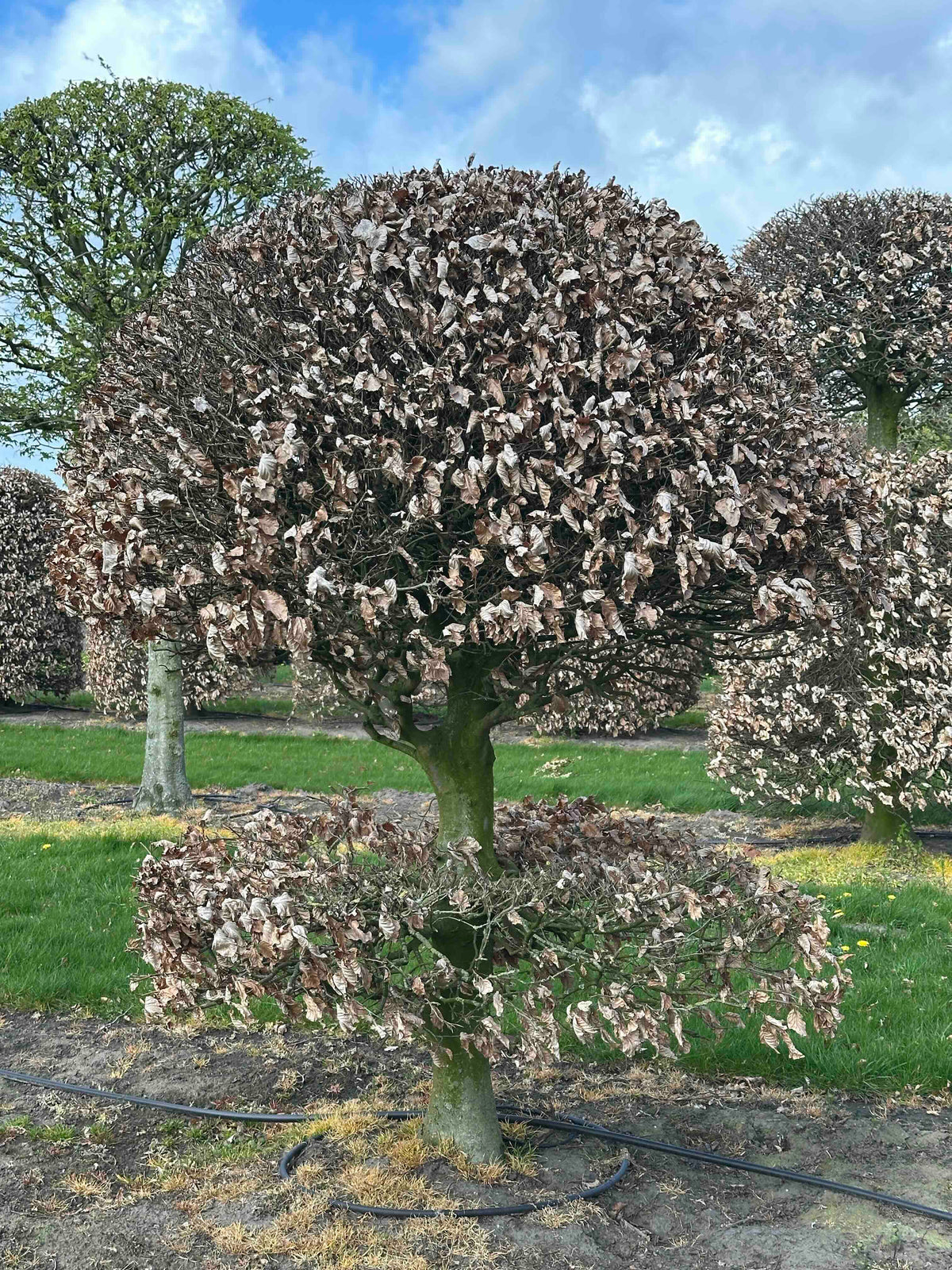 FS TOPIARY #095