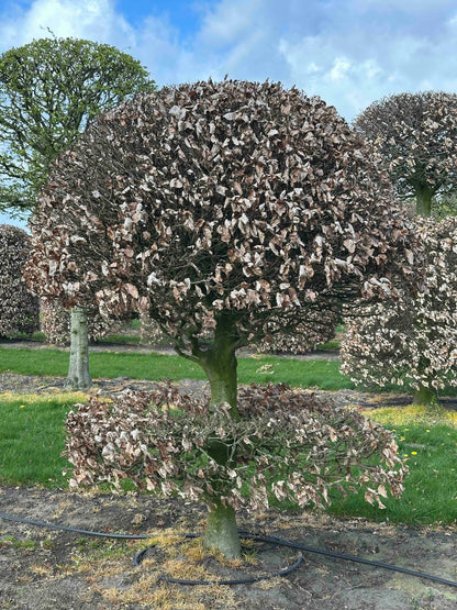FS TOPIARY #095