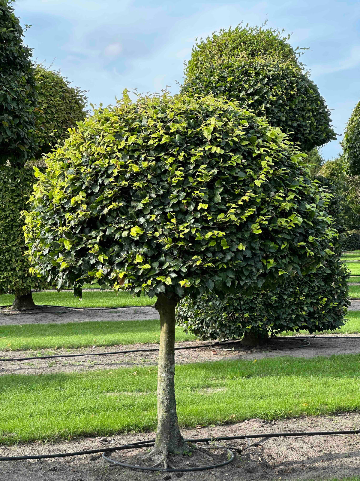 FS TOPIARY #096
