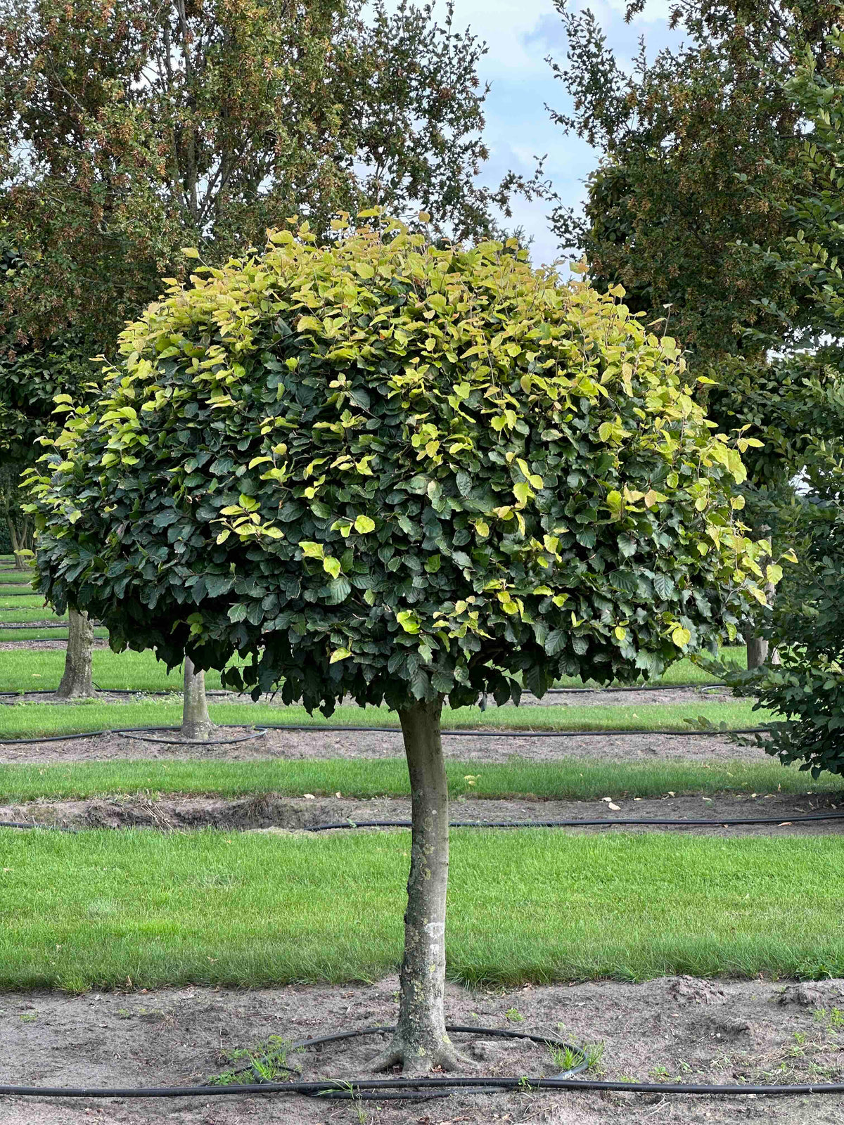 FS TOPIARY #097