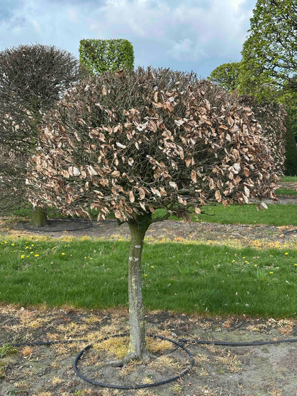 FS TOPIARY #097