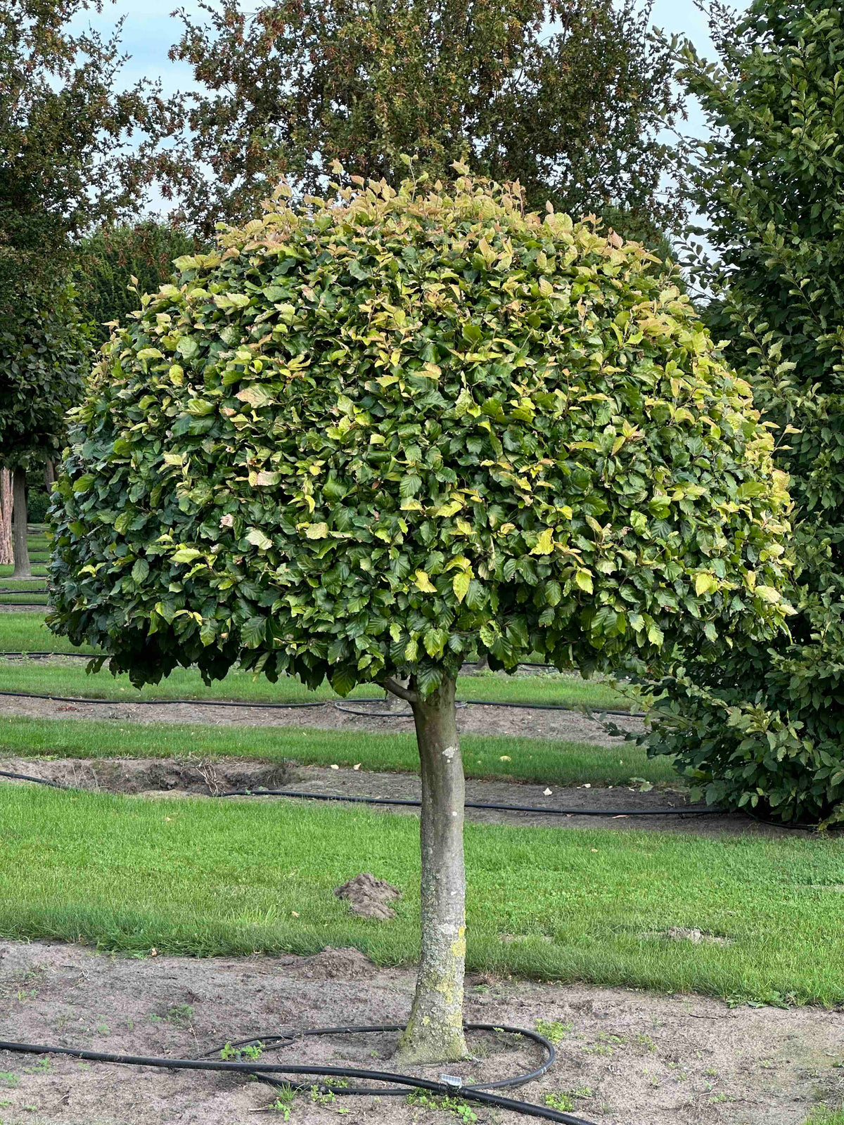 FS TOPIARY #098