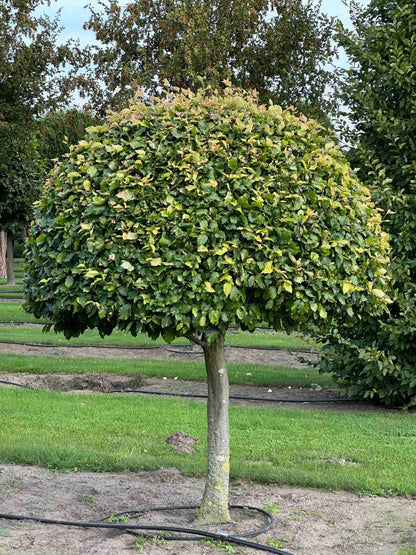 FS TOPIARY #098