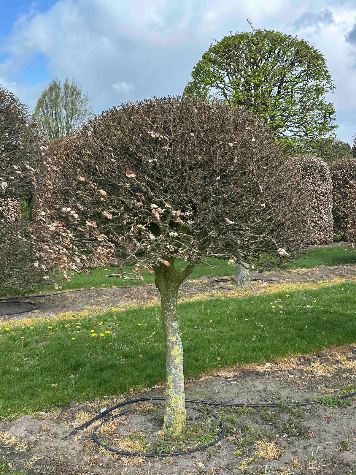 FS TOPIARY #098