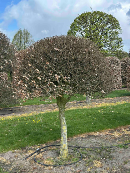 FS TOPIARY #098
