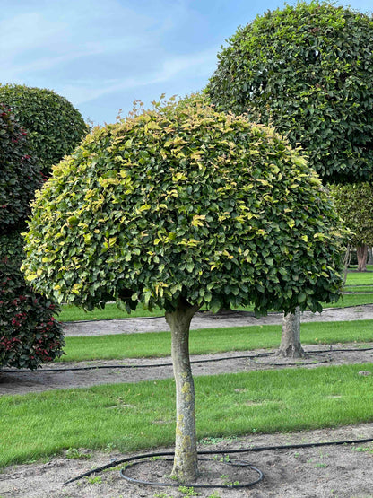 FS TOPIARY #098