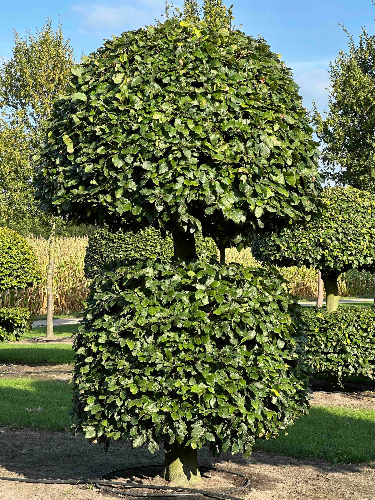 FS TOPIARY #099