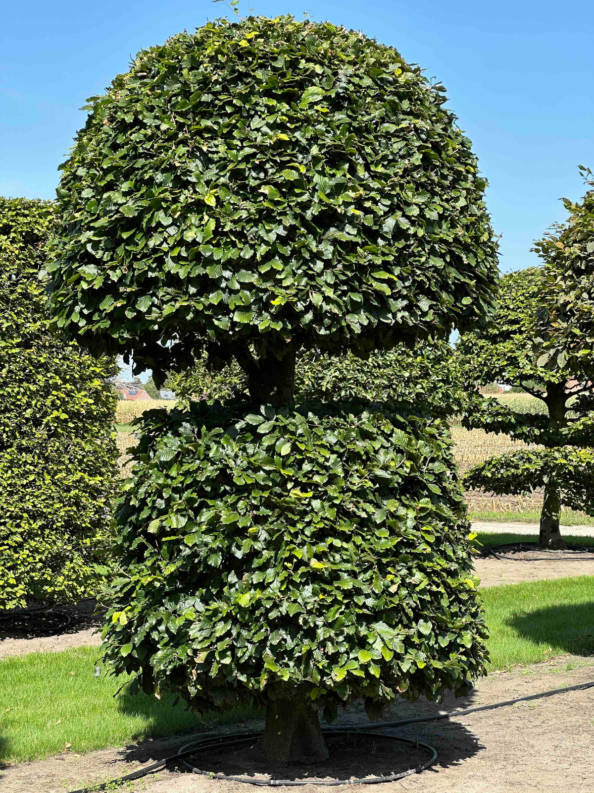 FS TOPIARY #099