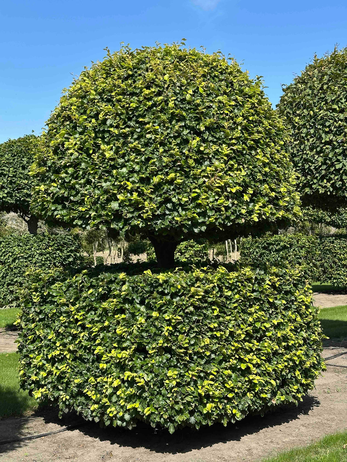 FS TOPIARY #100