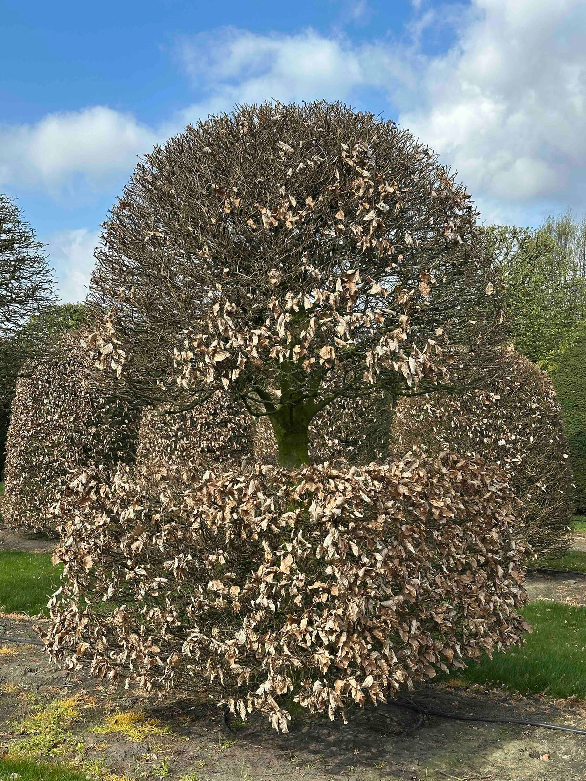 FS TOPIARY #100