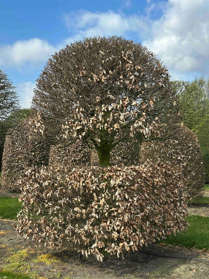 FS TOPIARY #100