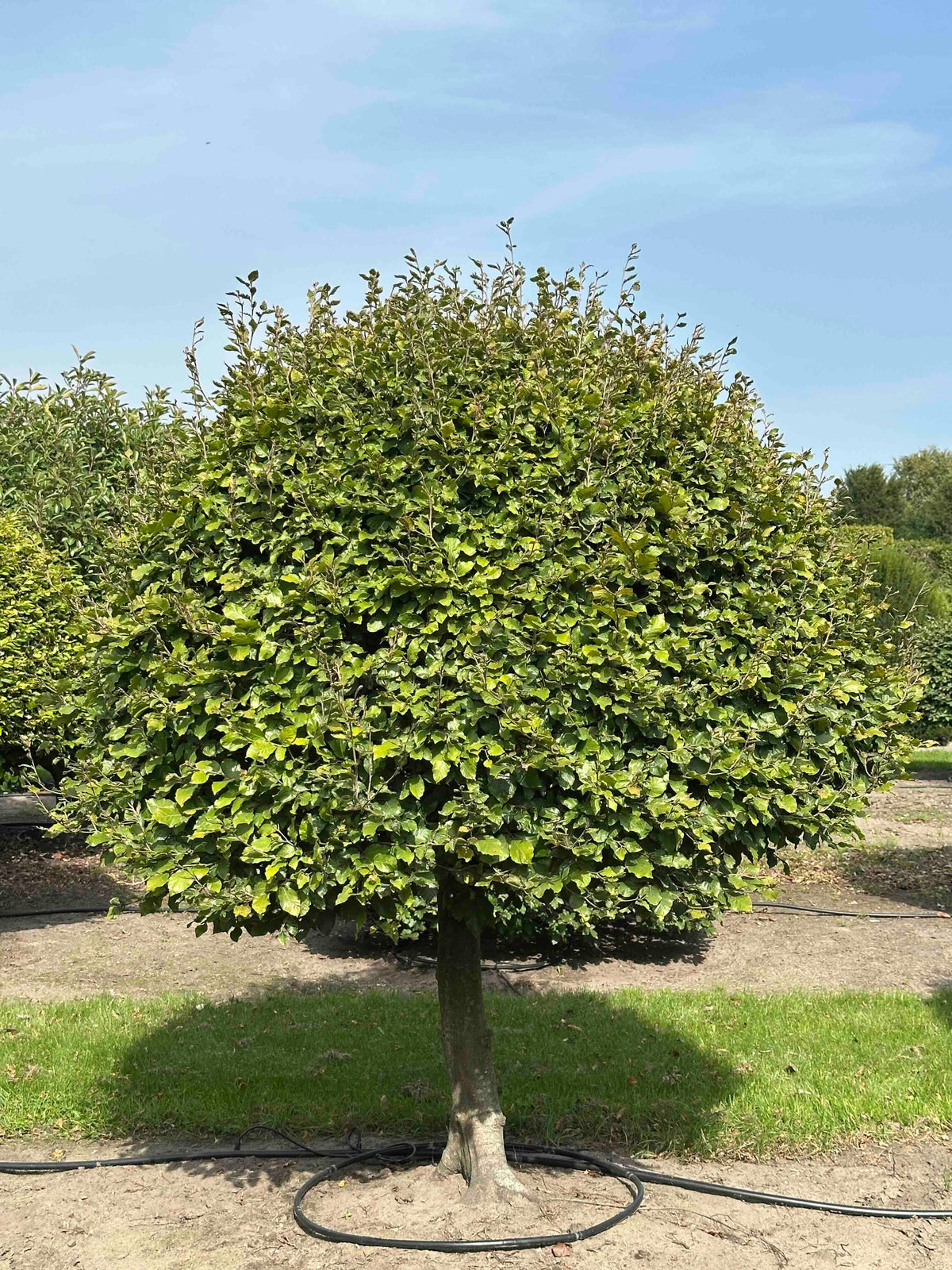FS TOPIARY #111