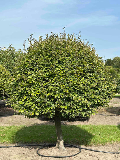 FS TOPIARY #111