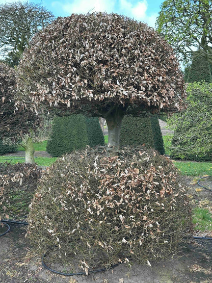 FS TOPIARY #113