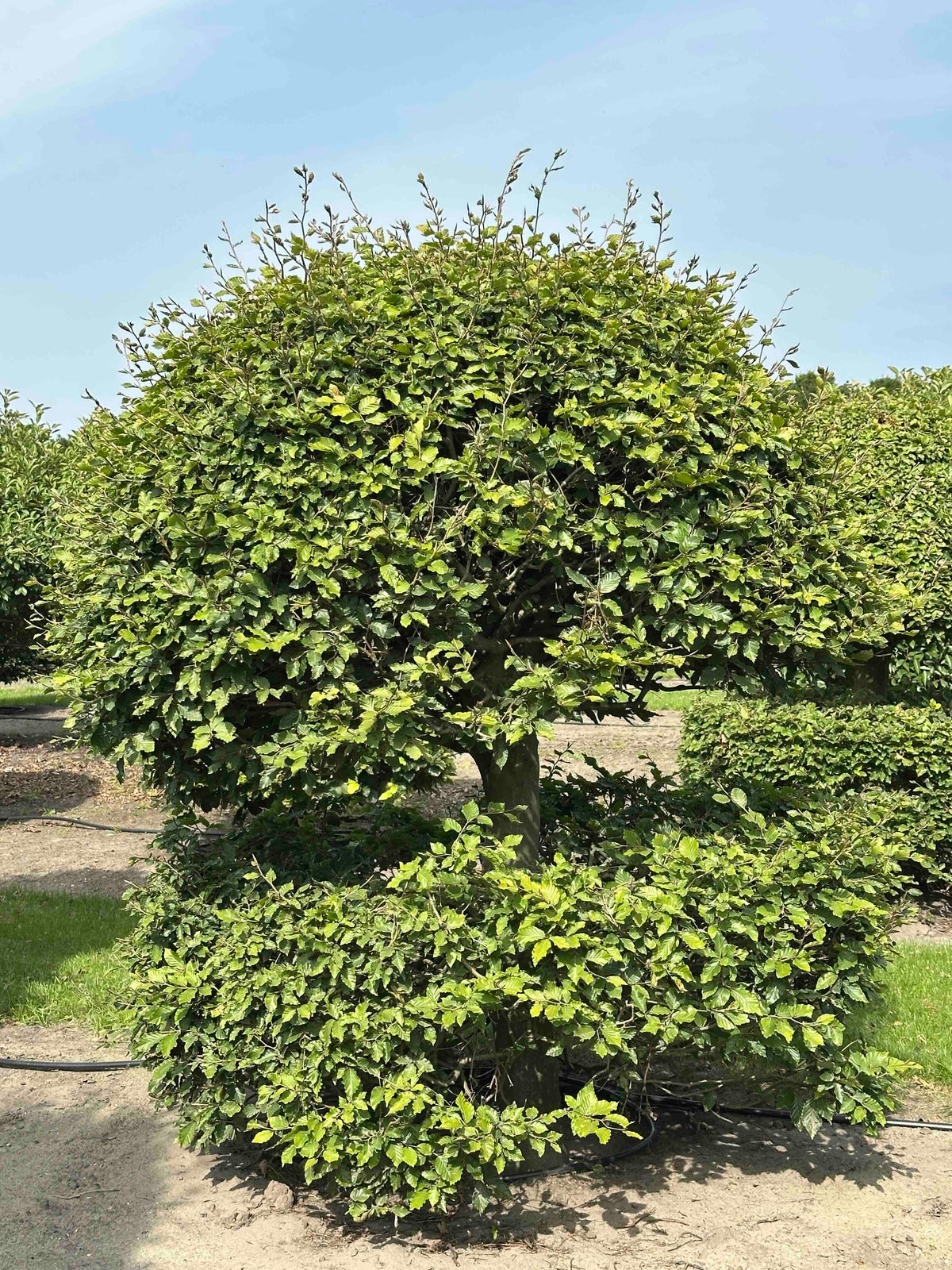 FS TOPIARY #114