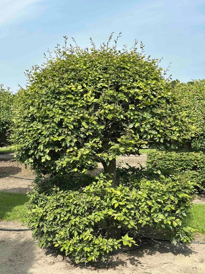 FS TOPIARY #114