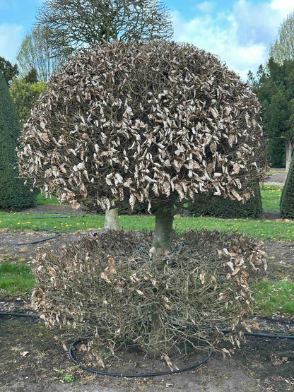 FS TOPIARY #114