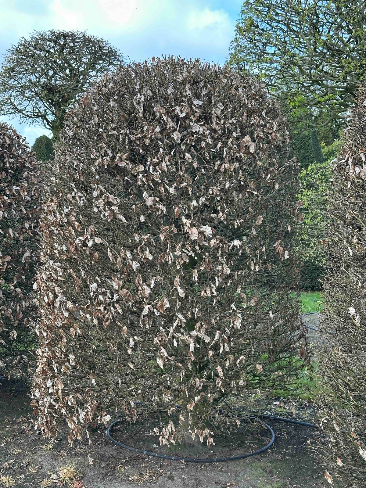 FS TOPIARY #117