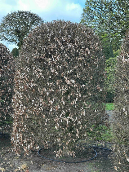 FS TOPIARY #117
