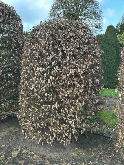 FS TOPIARY #118