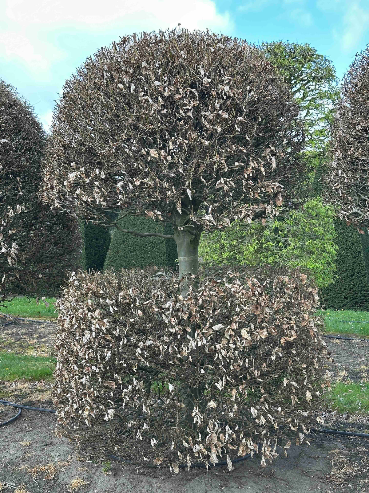 FS TOPIARY #121