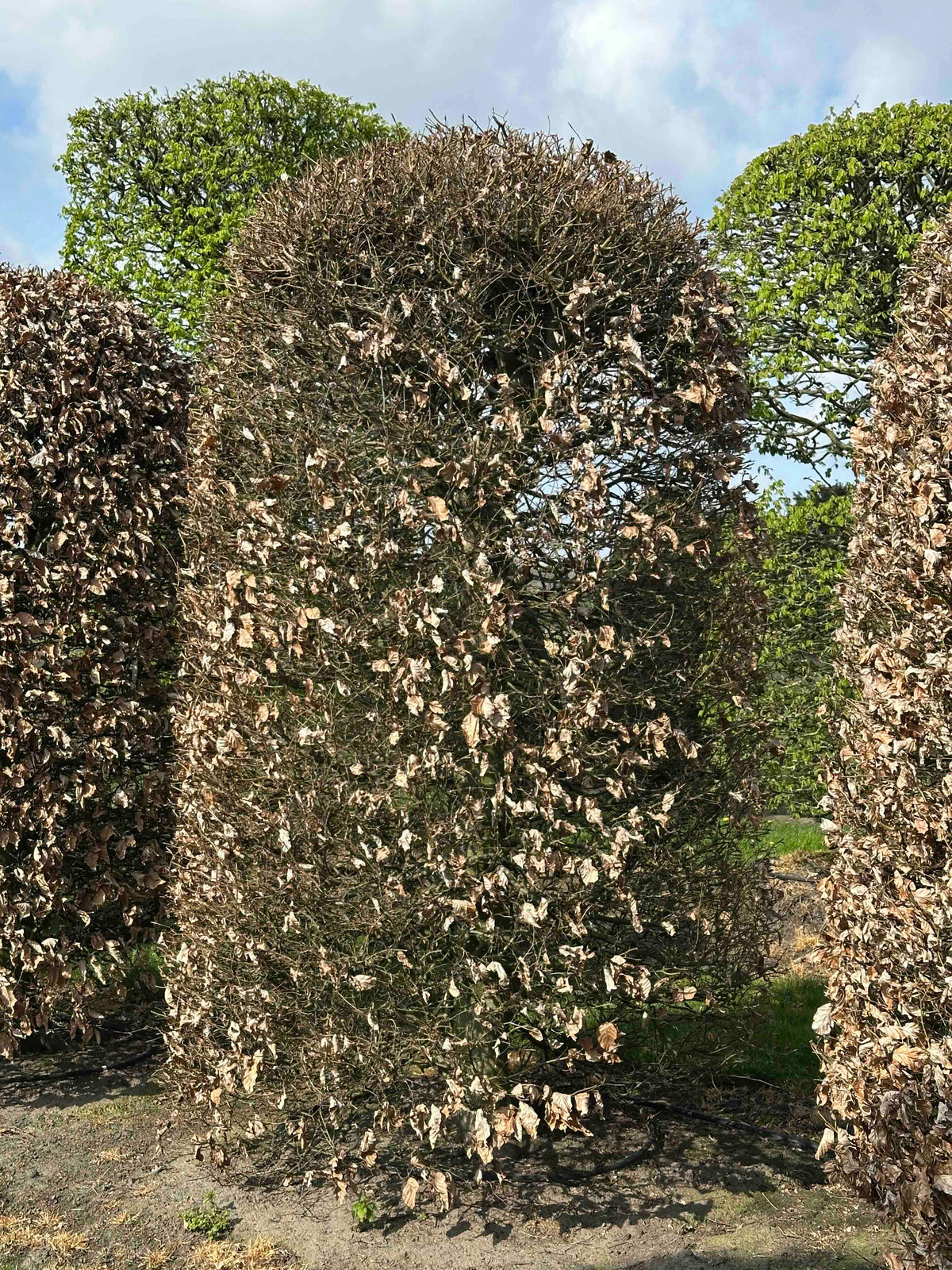 FS TOPIARY #129