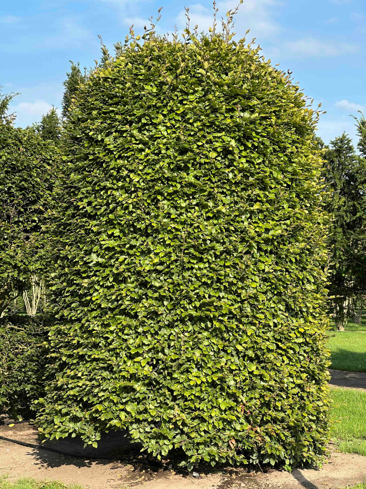 FS TOPIARY #132