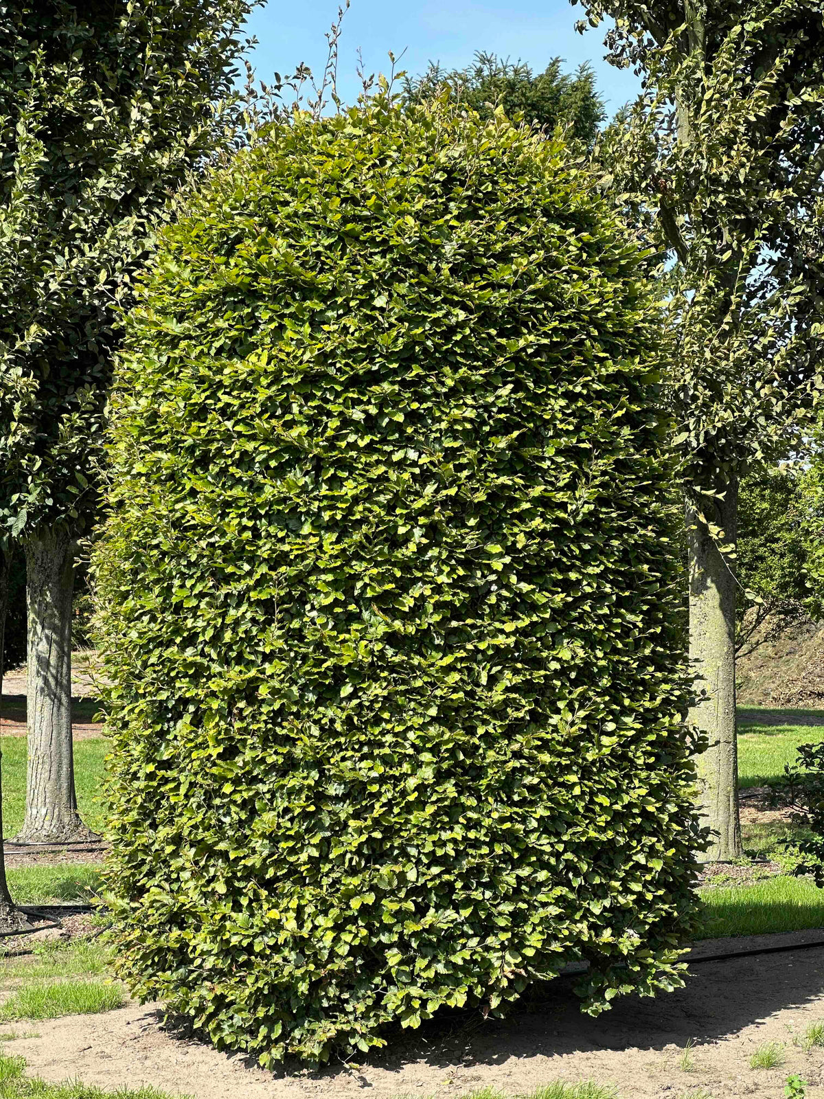 FS TOPIARY #132